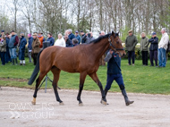 BP140425-55 - Squire Danagher